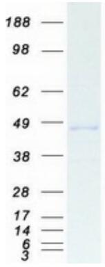 Coomassie blue staining of purified CTBP1 protein.